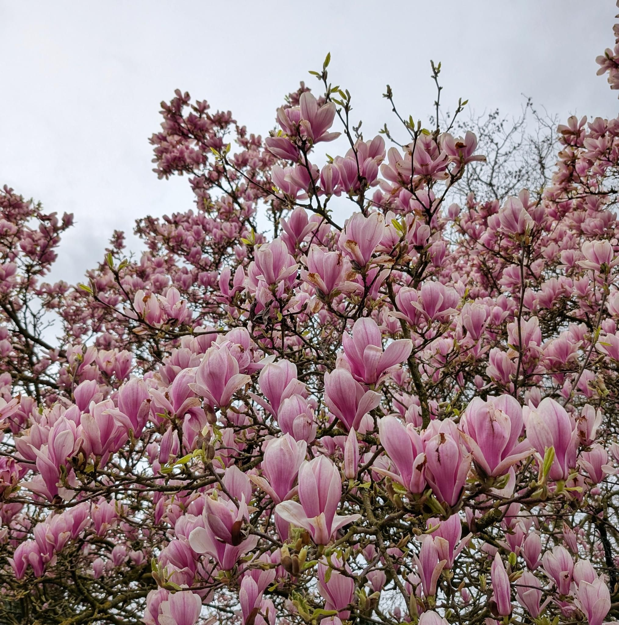 Is het de mooiste en de grootste?